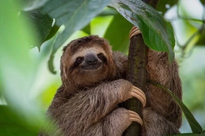 roatan-west-bay-san-simon-beach-sloth-monkey-wildlife-park
