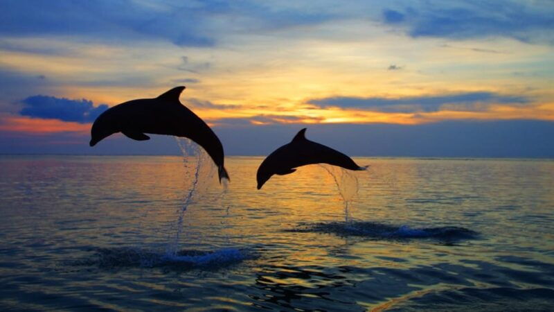 rovinj-sunset-speedboat-tour-with-dolphin-watching