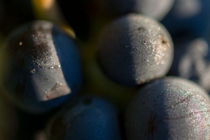 salentein-wine-tour-at-the-heart-of-uco-valley
