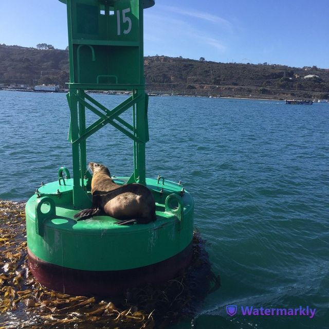 san-diego-half-day-marine-wildlife-tour-with-lunch-3
