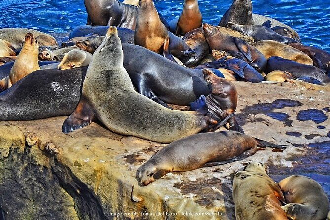 san-diego-in-a-day-private-full-day-highlights-driving-tour