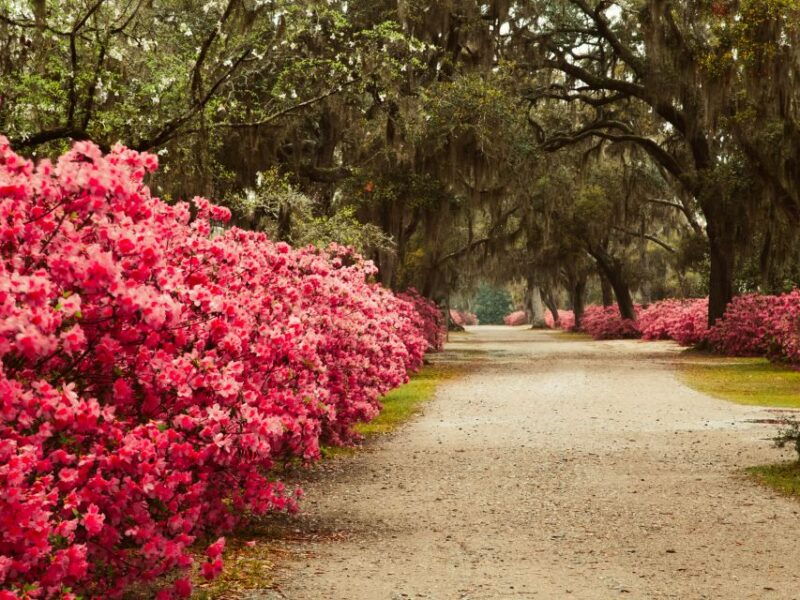 savannah-bonaventure-cemetery-tour