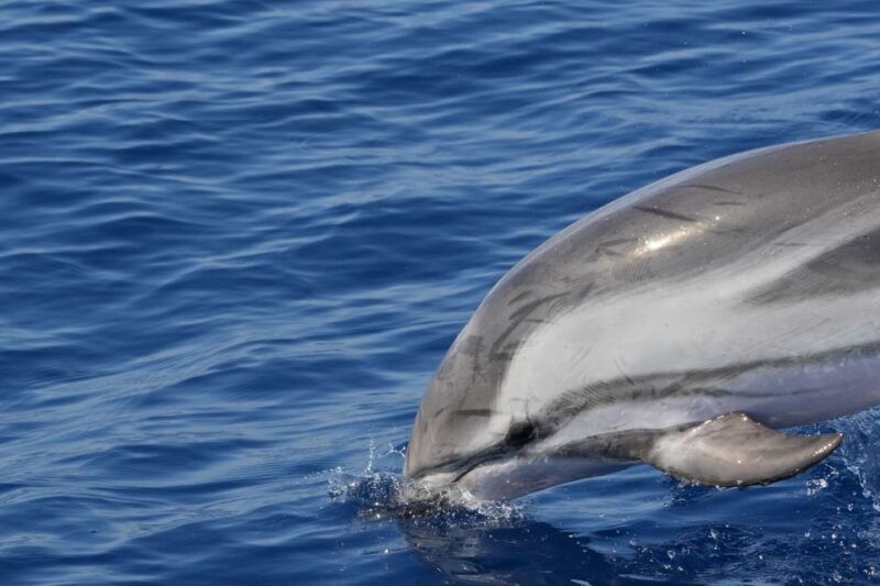 savona-pelagos-sanctuary-wildlife-cruise-with-guide
