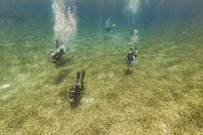 scuba-dive-in-the-west-end-of-roatan-with-private-transfer