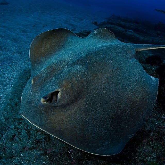 scuba-night-dive-for-certified-divers-in-tenerife