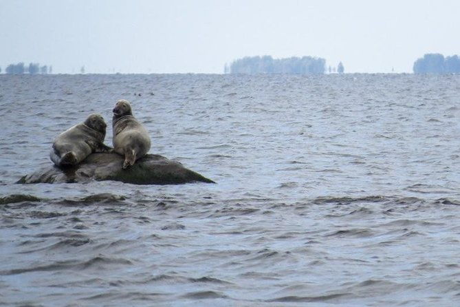 seal-watching-tour-near-malusi-islands