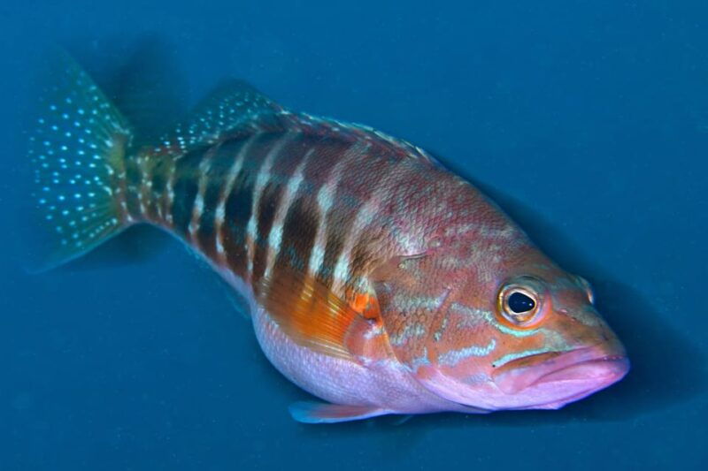sesimbra-scuba-diving-experience-for-beginners