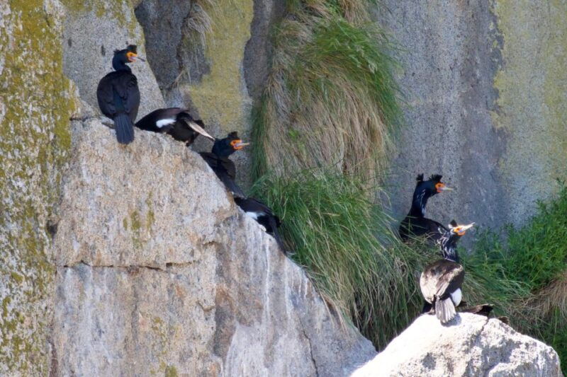 seward-kenai-fjords-national-park-extended-cruise