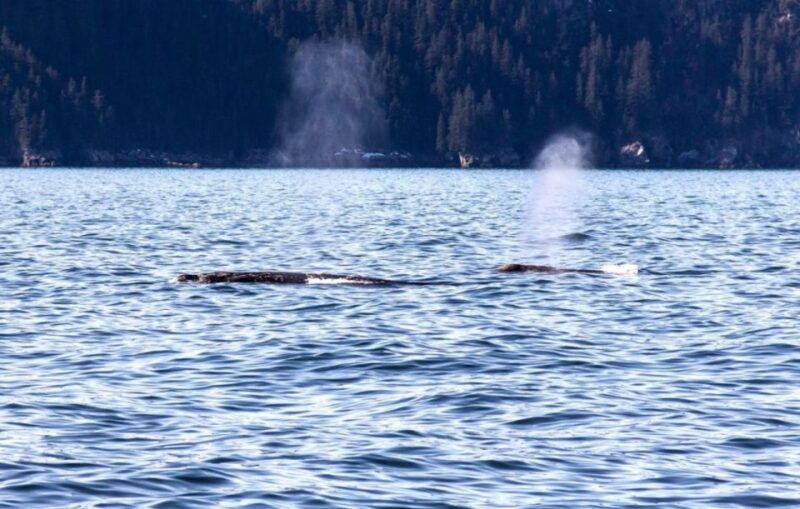 seward-spring-wildlife-guided-cruise