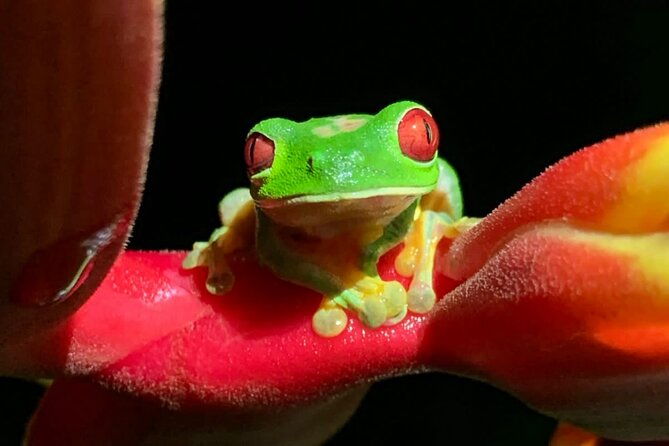 shared-night-tour-forest-experience-in-manuel-antonio