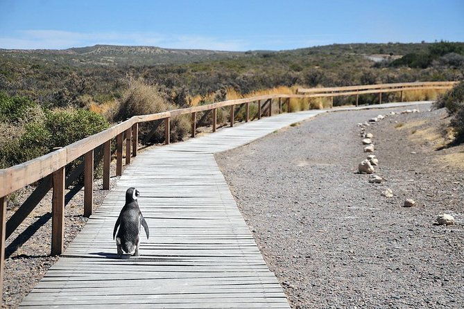 shore-excursion-punta-tombo-penguin-reserve-from-puerto-madryn