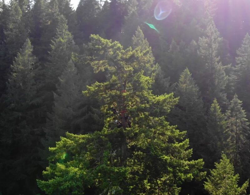 silver-falls-old-growth-tree-climbing-adventure