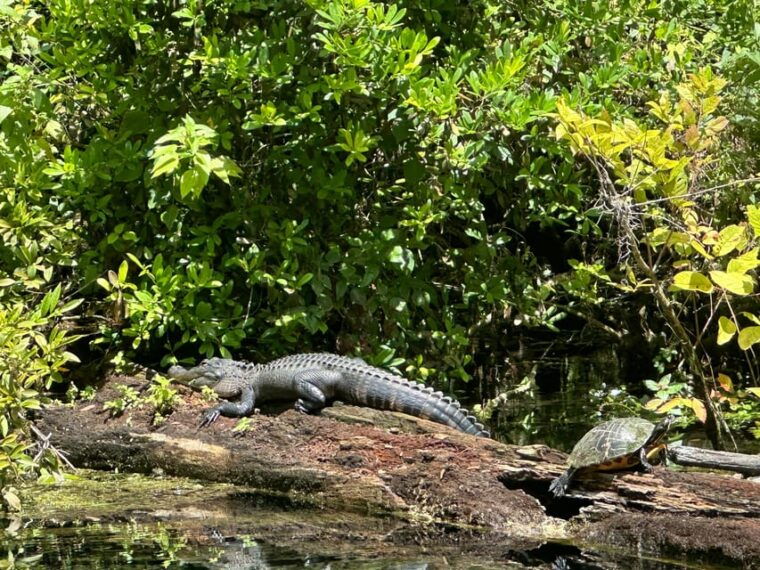 silver-springs-guided-clear-kayak-or-paddleboard-gator-tour