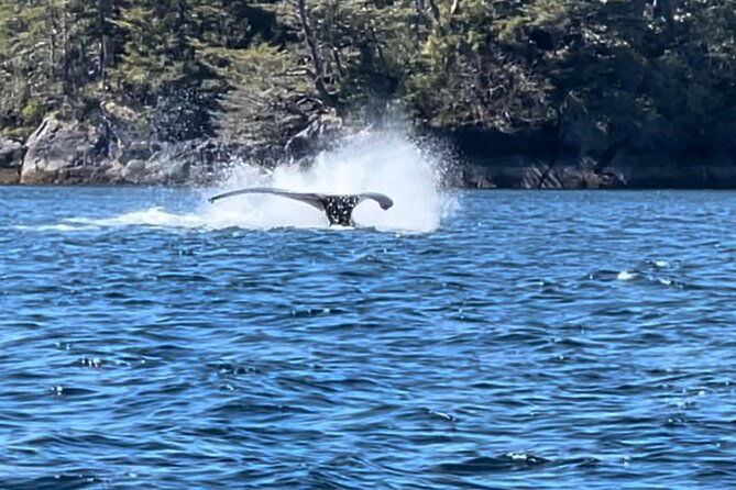 sitkas-private-wildlife-whale-adventure-for-6-w-transportation