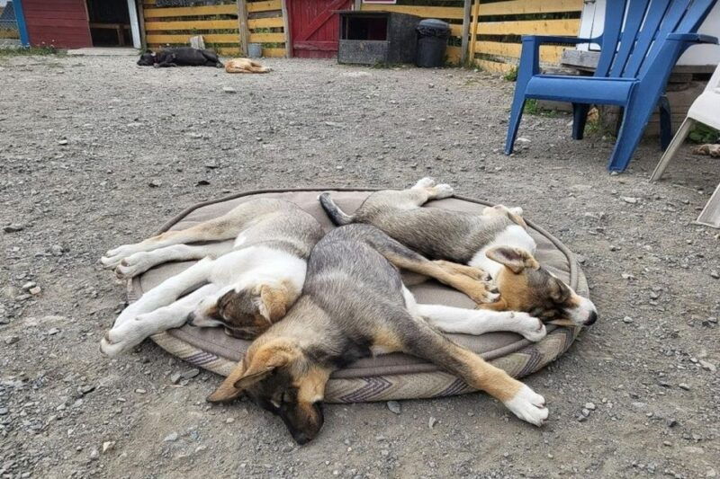skagway-klondike-highway-yukon-bus-tour-with-husky-kennel