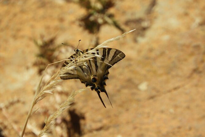 soar-like-a-bird-over-the-costa-del-sol-ecological-tour-with-a-natural-spring