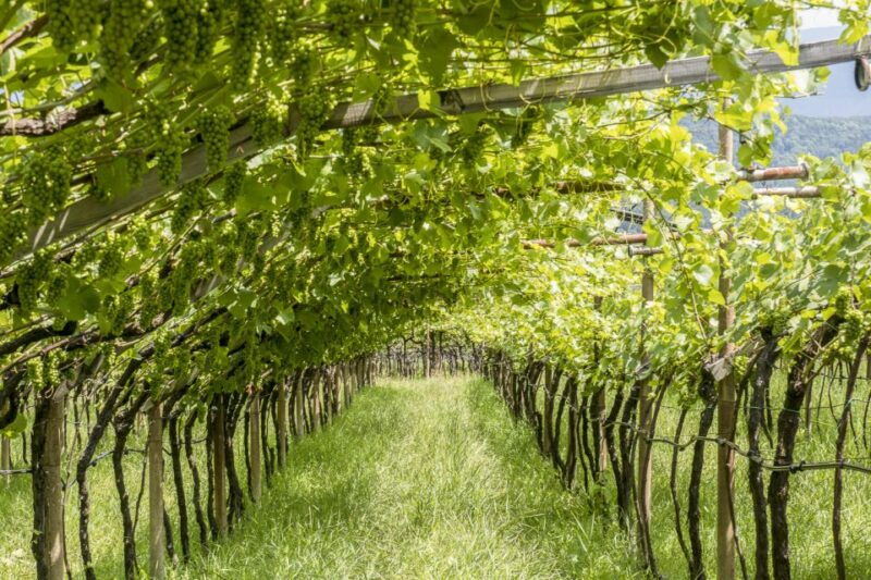 sonoma-valley-guided-winery-tour-with-picnic-lunch