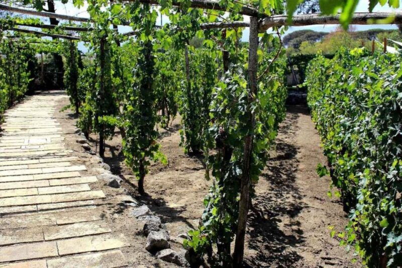 sorrento-family-farm-experience-with-lunch