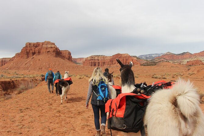 spectacular-8-hour-guided-llama-hike-with-lunch-and-dinner