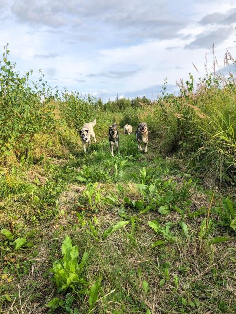 summer-sled-dog-kennel-tour