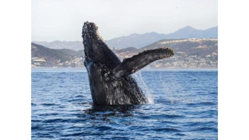 superior-2hr-private-whale-dolphin-watching-newport-beach