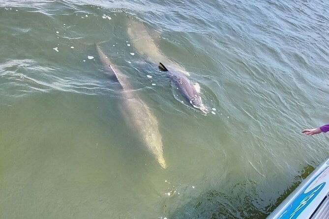 swimming-in-a-dolphin-and-manatee-lagoon-boat-tour