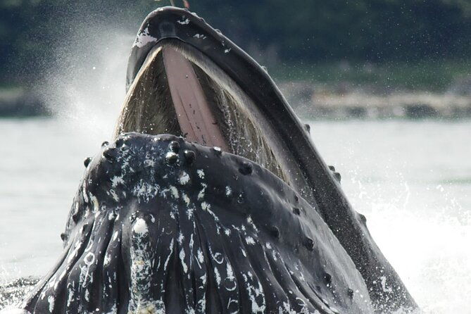 tales-tides-alaskan-lore-wildlife-cruise