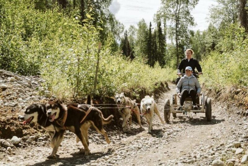talkeetna-mushing-experience-with-iditarod-champion-dogs