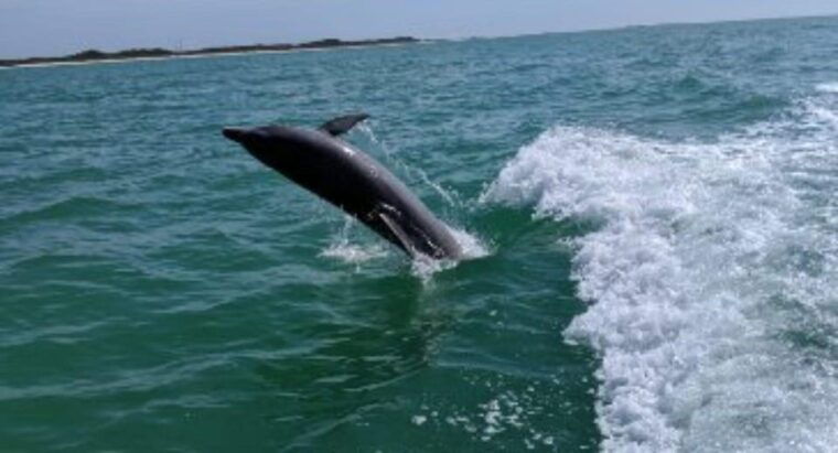 tampa-bay-dolphin-shelling-snorkeling-cruise