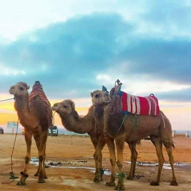 tangier-day-trip-from-tarifa-with-camel-ride-lunch