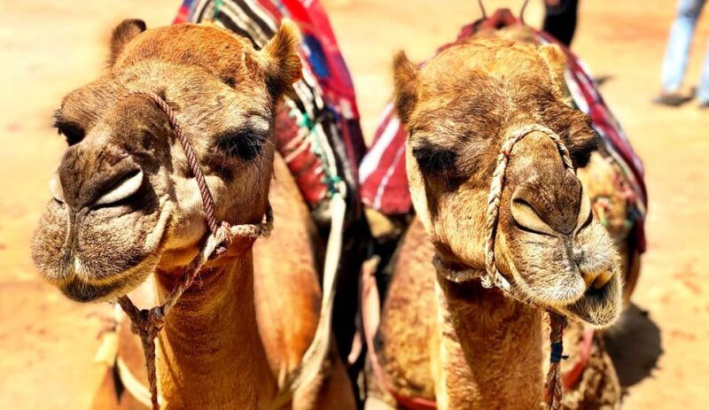 tangier-private-day-trip-from-tarifa-add-on-ferry-tickets