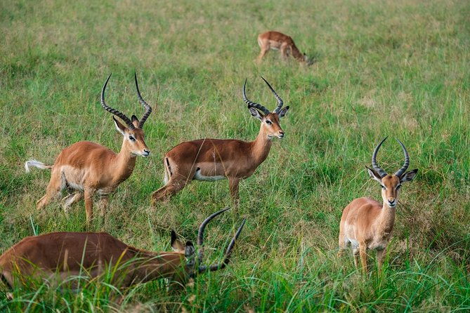 tanzania-safari-1-day-arusha-national-park-visit