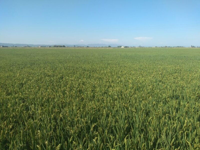 tarragona-southern-delta-birdwatching-private-tour