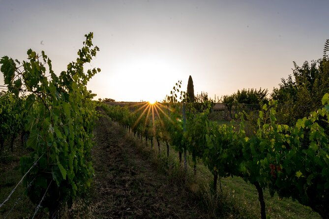 tasting-selection-of-3-wines-in-montefalco