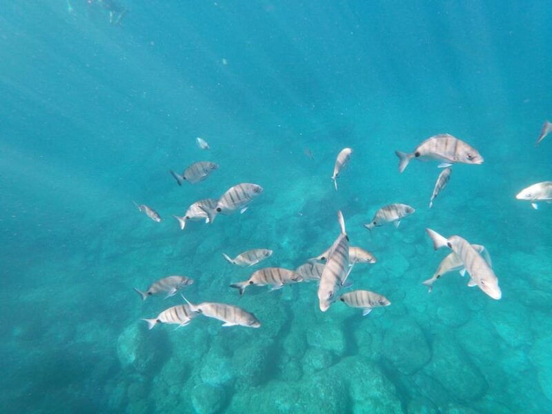 tenerife-kayaking-and-snorkeling-for-groups-and-families