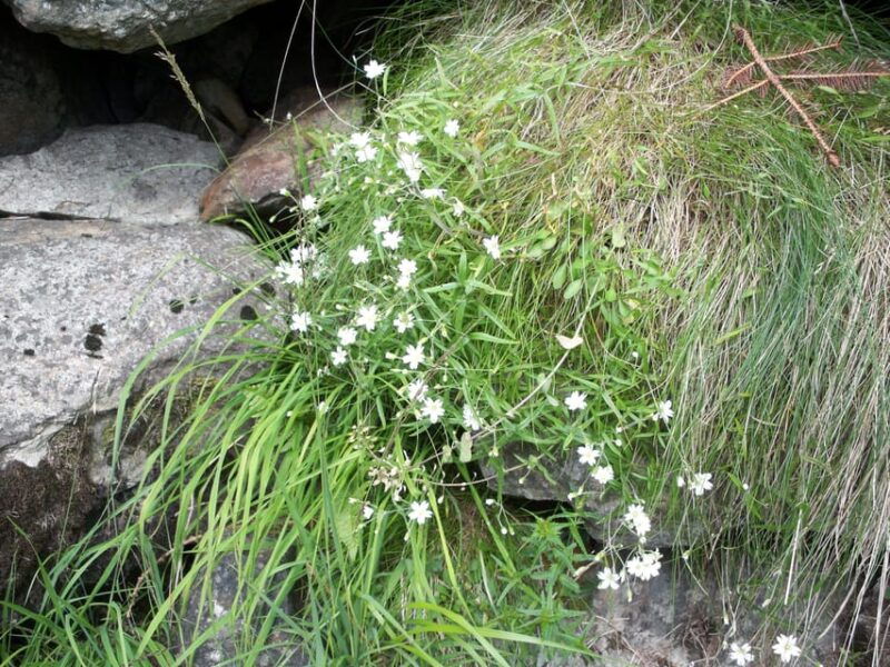the-botanical-gardens-of-aosta-valley
