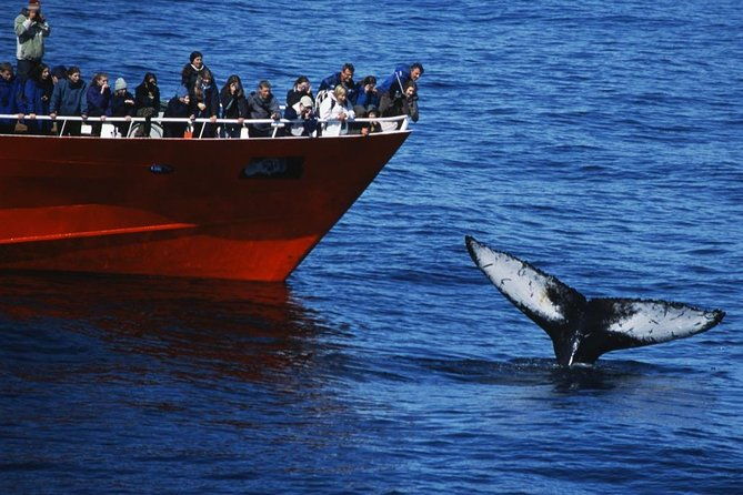 top-rated-snorkeling-in-silfra-whale-watching-self-drive-from-reykjavik