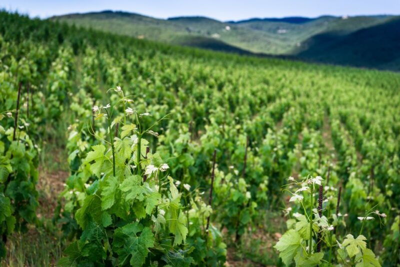 total-immersion-wine-tour-in-chianti