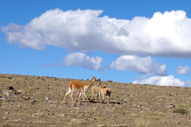tour-colca-canyon-and-valley-of-the-volcanoes-3days