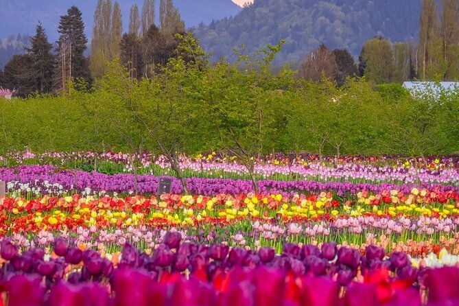 tulip-valley-farms-u-pick-experience