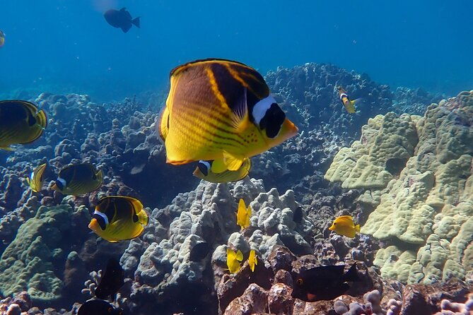 turtle-town-beach-snorkel