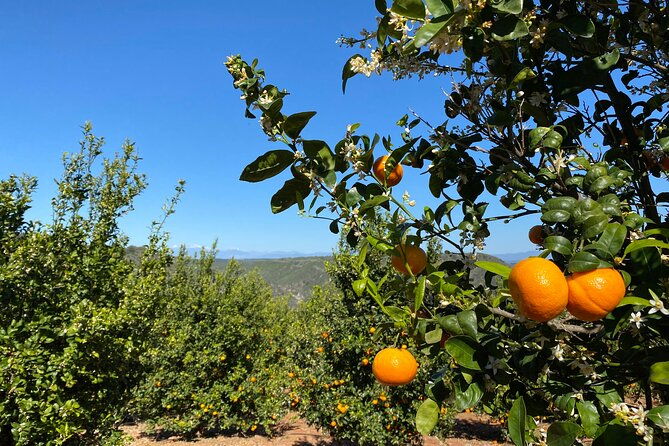 u-pick-tangerine-and-lemon-picking-at-sunmist-tangerine-farm