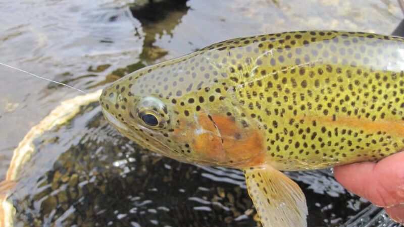 upper-colorado-river-guided-fly-fishing-trip