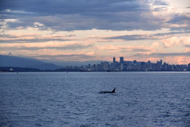 vancouver-covered-whale-watching-adventure-with-free-photos