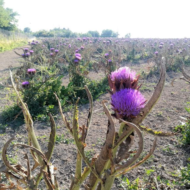 venice-bike-tour-honey-artichockes-on-santerasmo-island