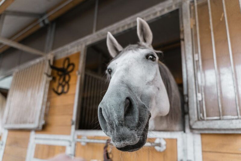vienna-secrets-of-the-fiaker-horse-drawn-carriage-ride