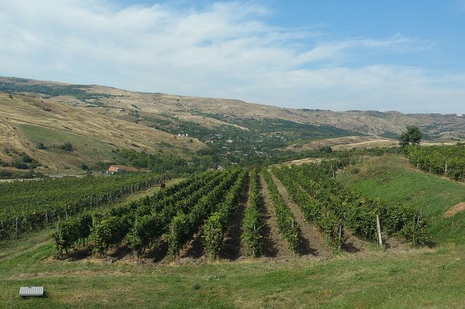 vineyards-and-wine-tasting-experience