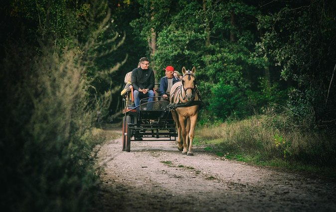 vinyard-tour-by-horse-carriage-with-delicious-tasting-umbria