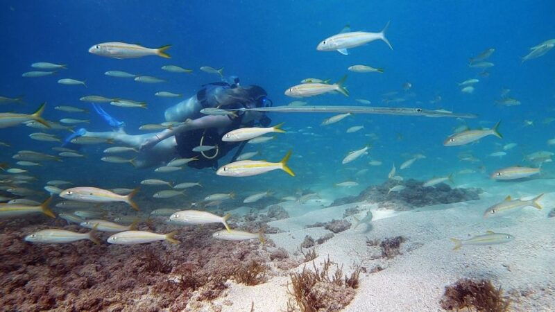 waikiki-honolulu-beginner-scuba-diving-with-videos