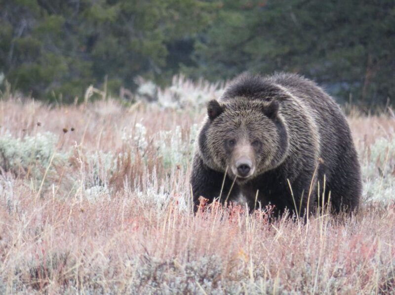 west-yellowstone-yellowstone-day-tour-including-entry-fee